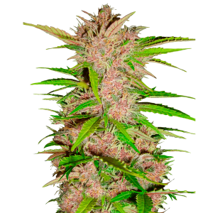 Bunte Blüte Cannabis Samen Auto-Flowering
